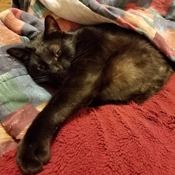 Meet your Posher, Lisa *OFFERS WELCOMED* - Picture 4 of 7